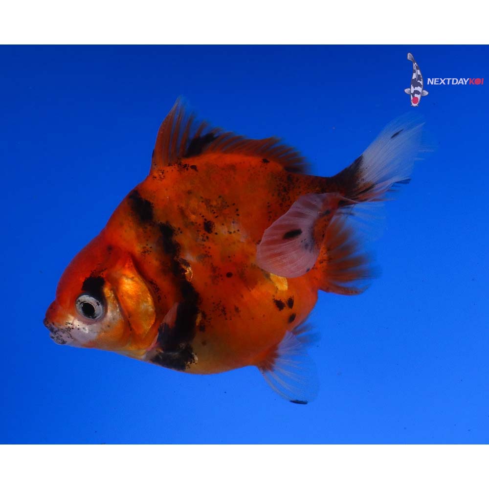 3.5” Imported Calico Ryukin