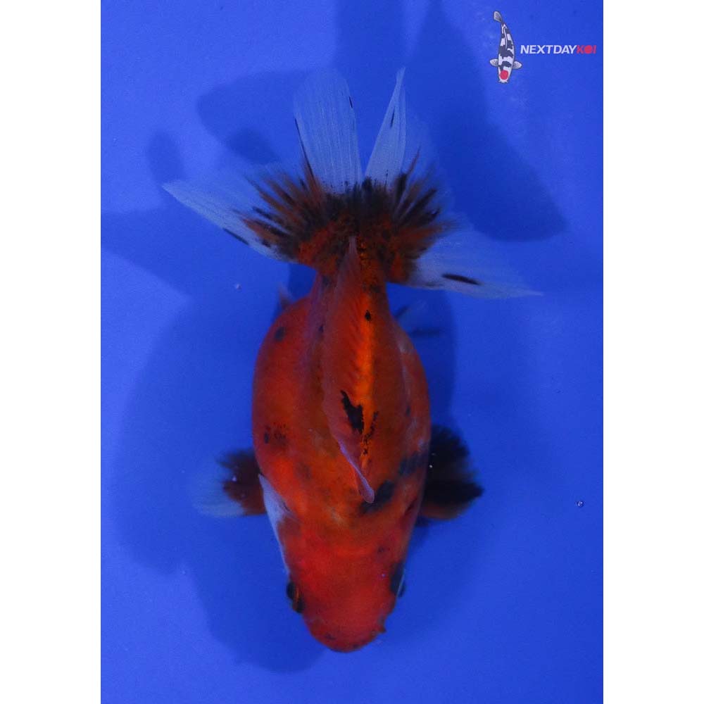 3.5” Imported Calico Ryukin