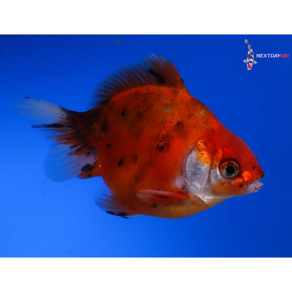 3.5” Imported Calico Ryukin