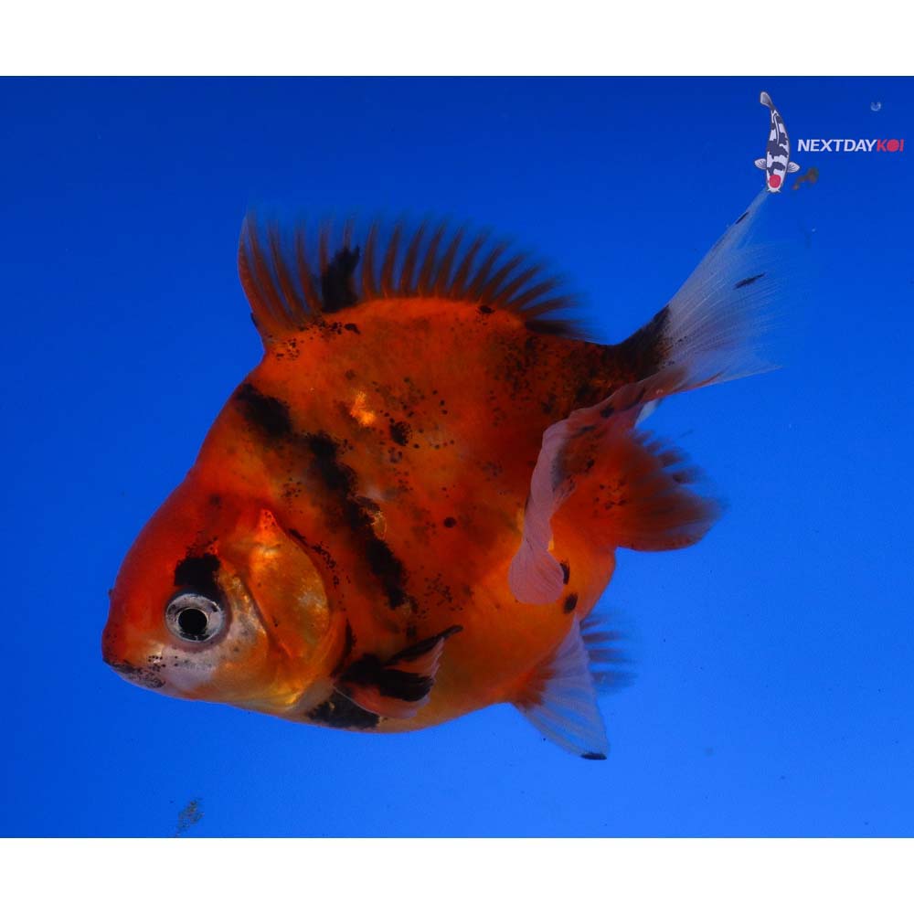 3.5” Imported Calico Ryukin