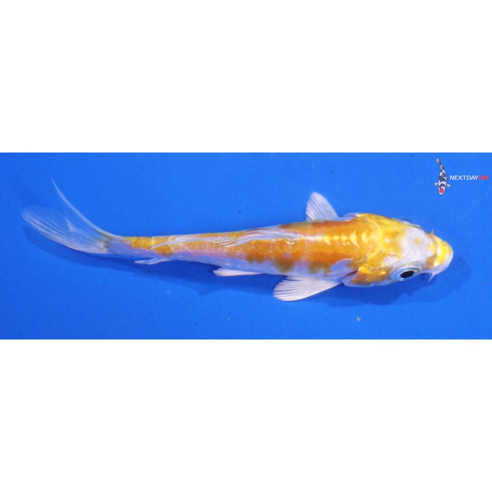 3” Imported Doitsu Lemon Hariwake