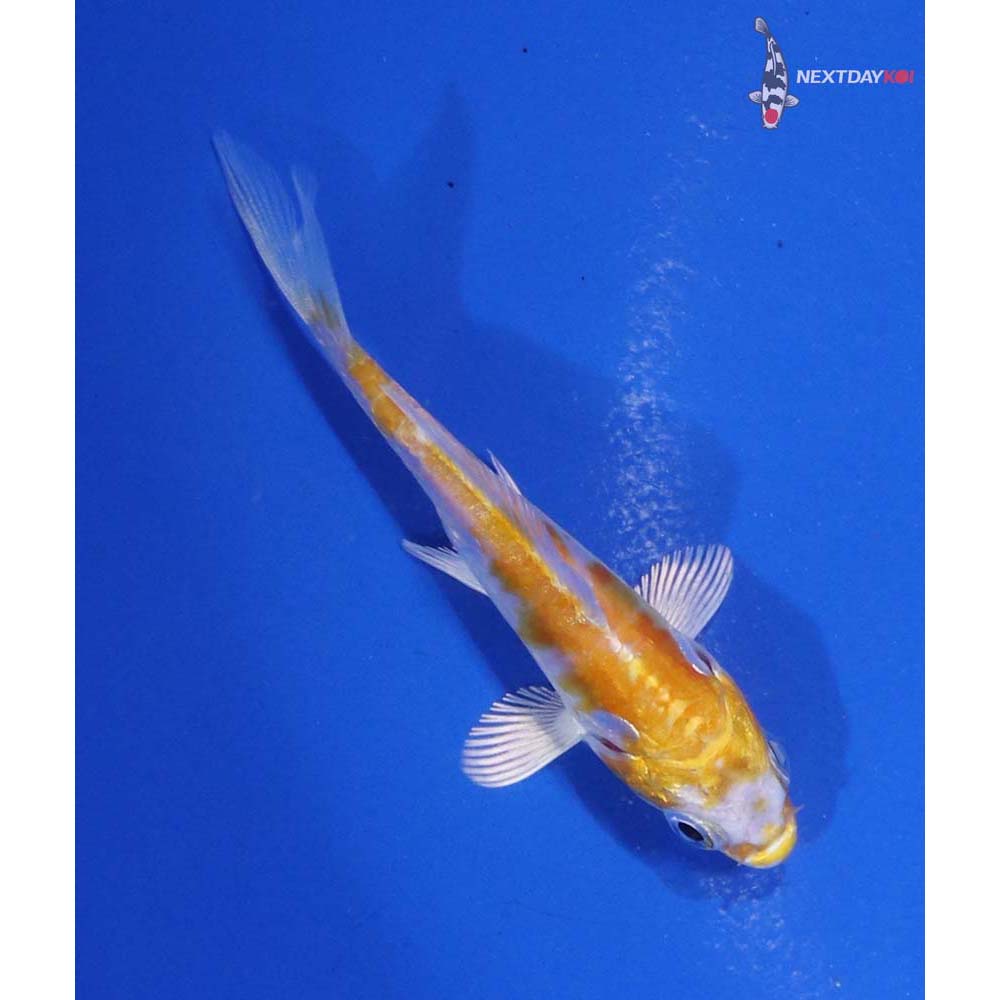 3” Imported Doitsu Lemon Hariwake