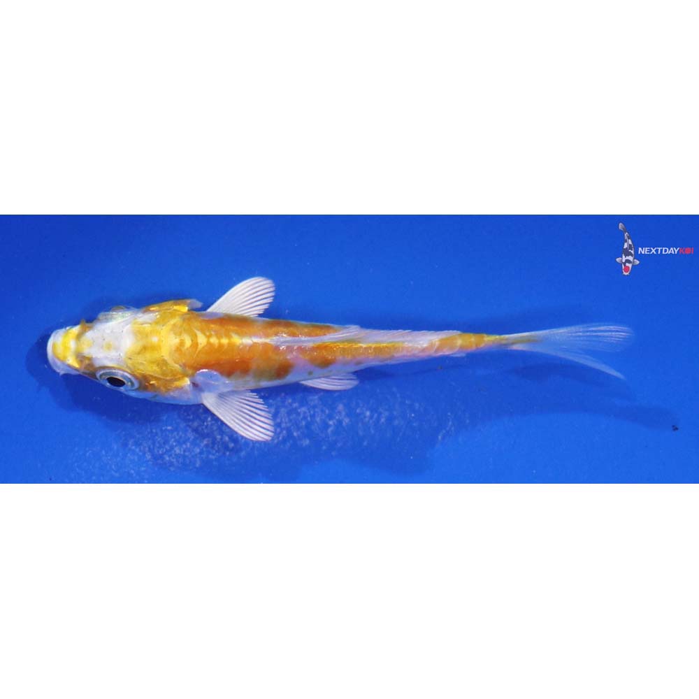3” Imported Doitsu Lemon Hariwake