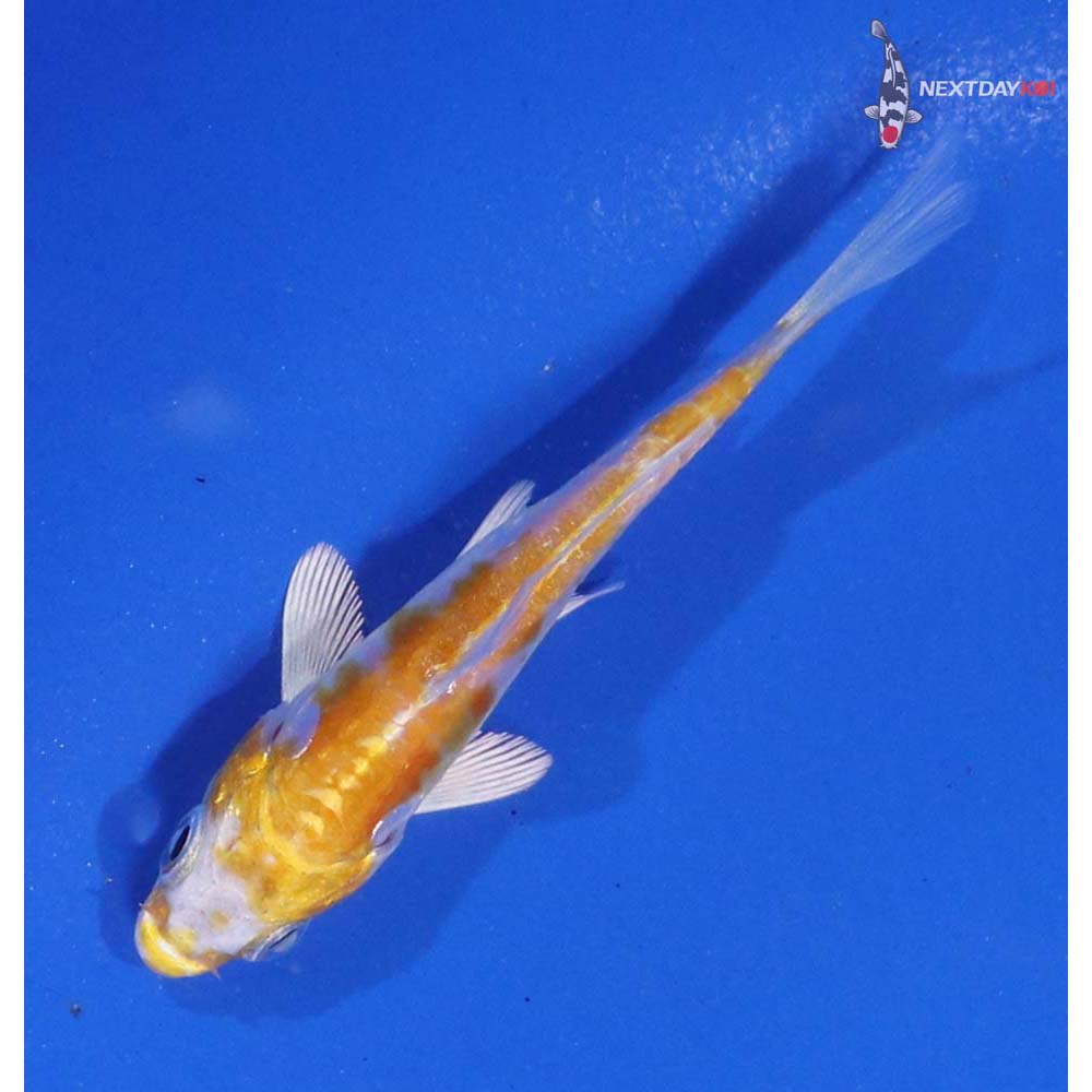 3” Imported Doitsu Lemon Hariwake