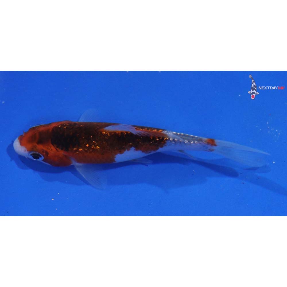 3” Imported Gin Rin Goromo