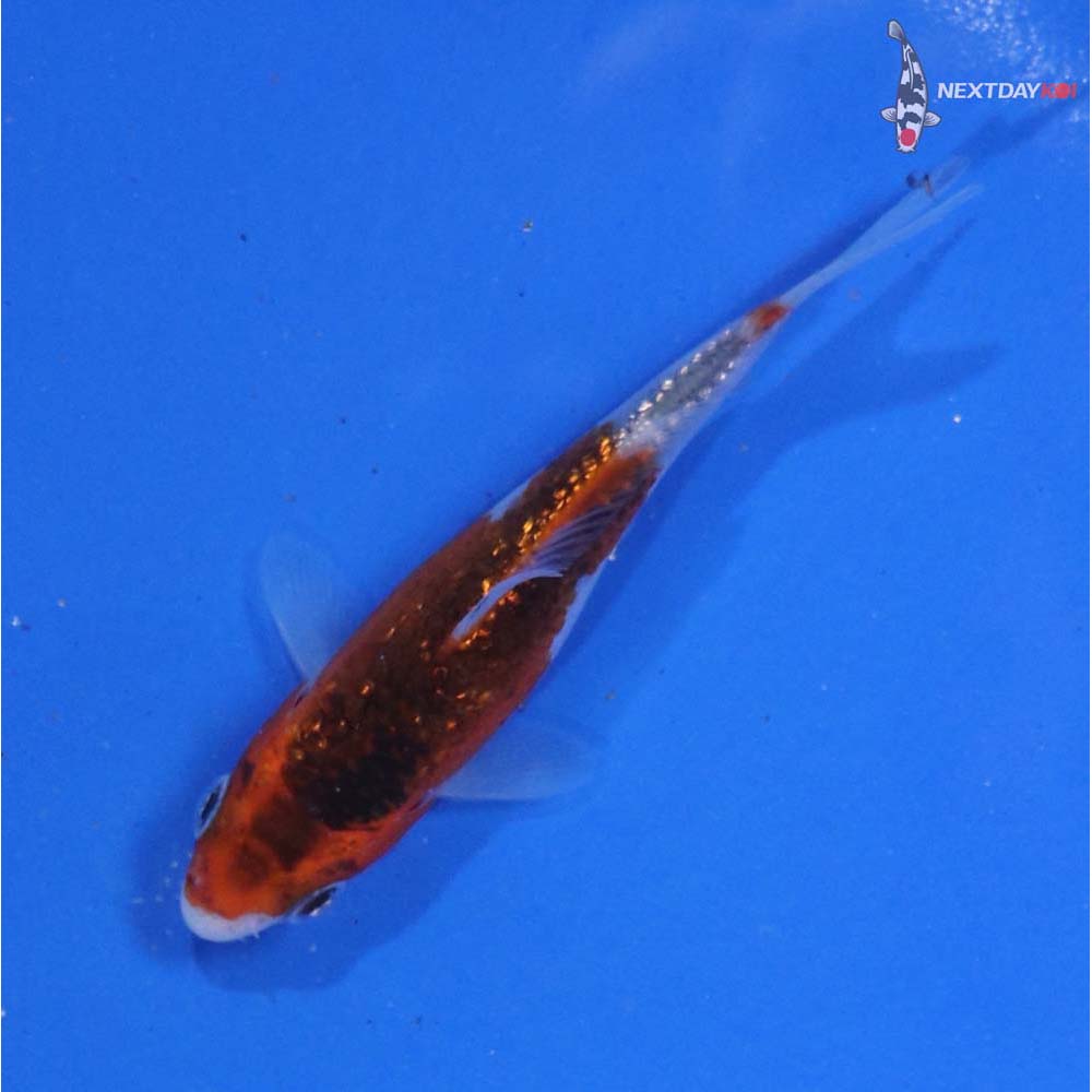 3” Imported Gin Rin Goromo
