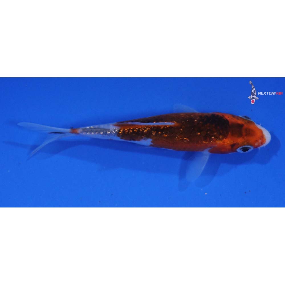 3” Imported Gin Rin Goromo