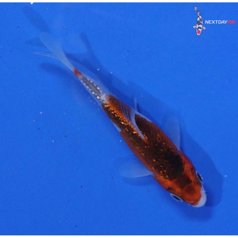 3” Imported Gin Rin Goromo