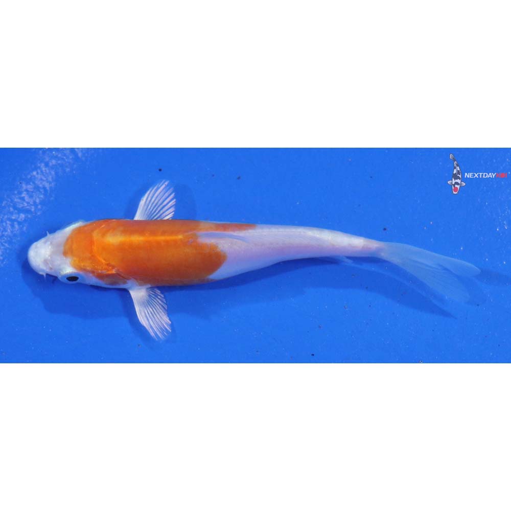 3.5” Imported Kikusui