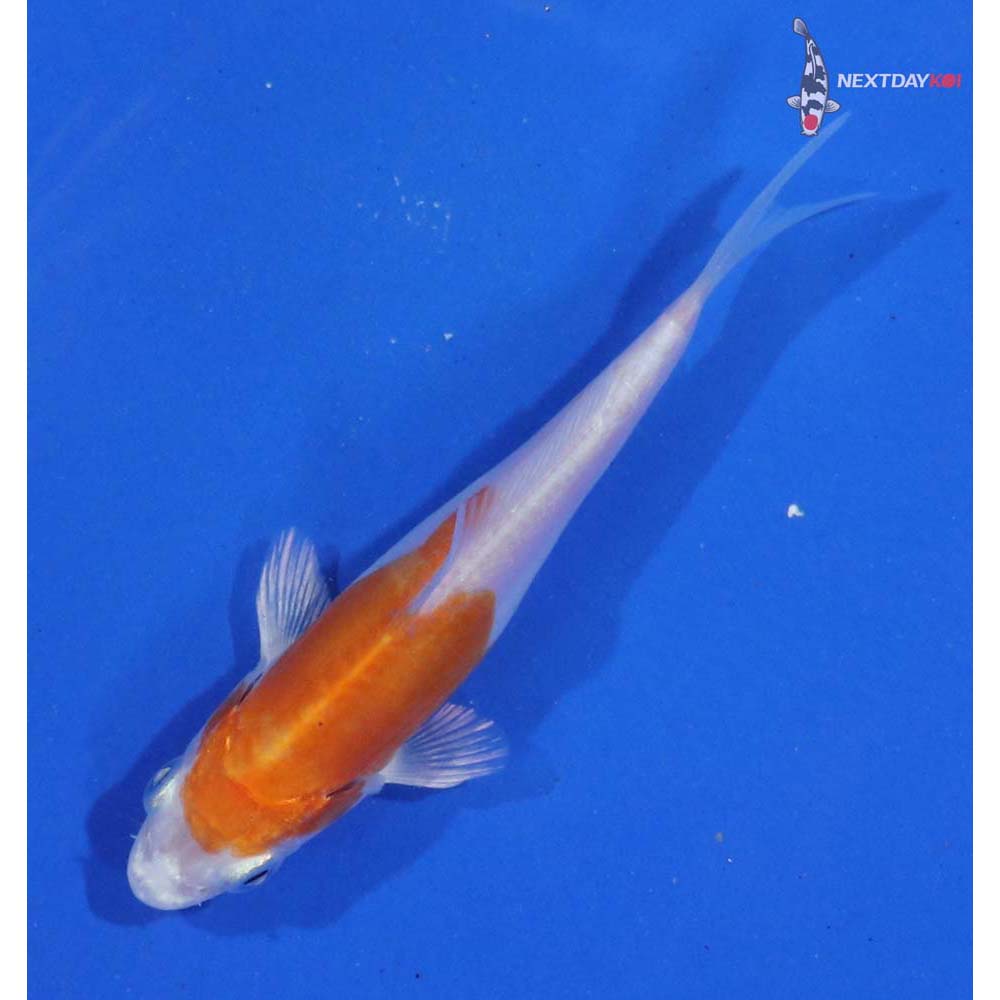 3.5” Imported Kikusui