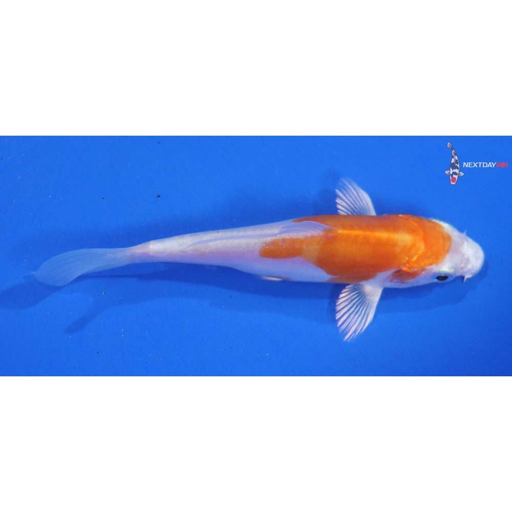 3.5” Imported Kikusui