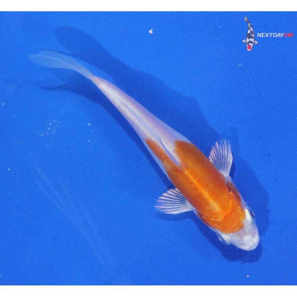 3.5” Imported Kikusui