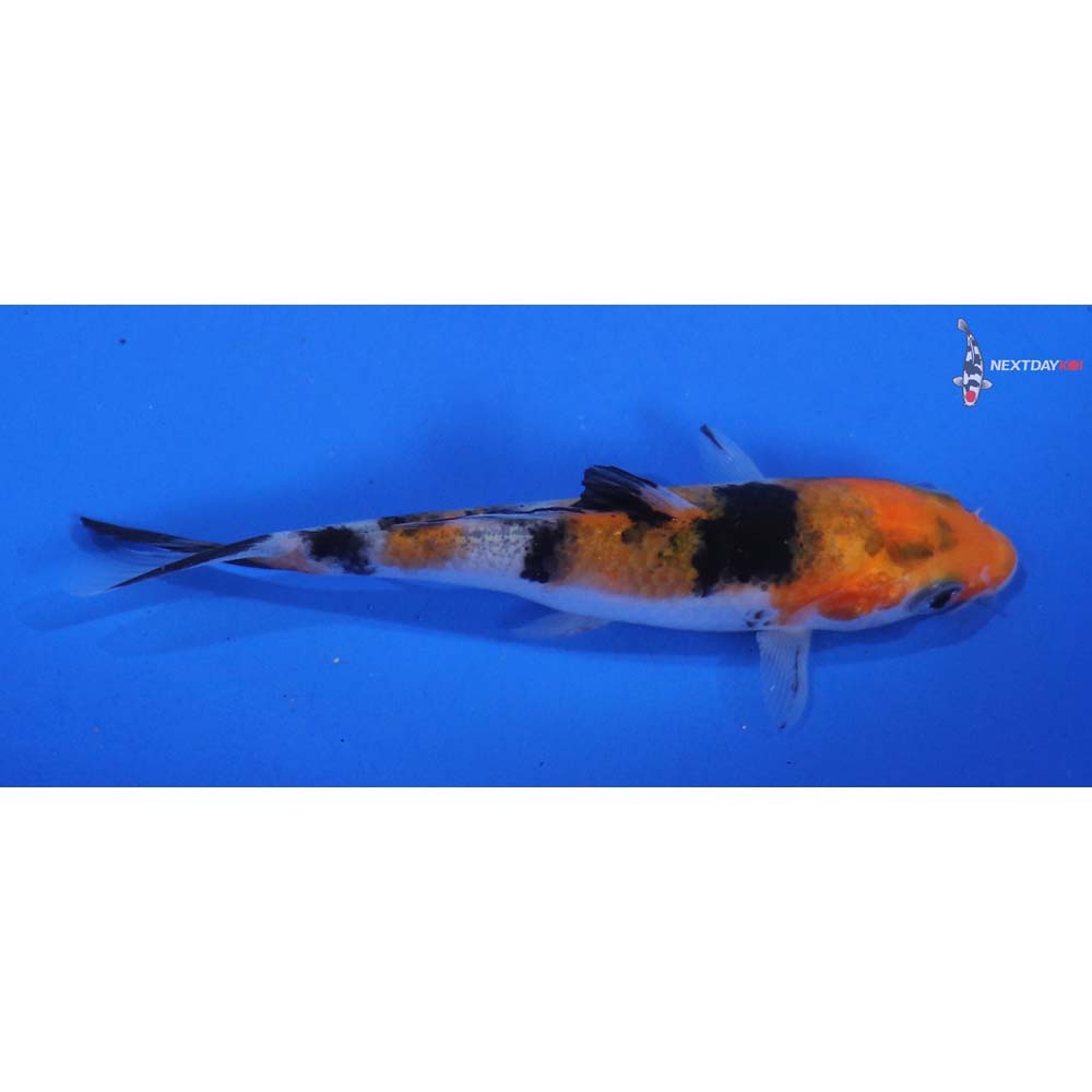 3.5” Imported Sanke