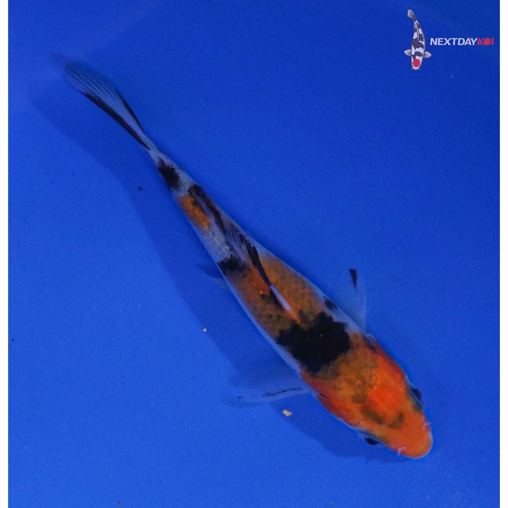 3.5” Imported Sanke