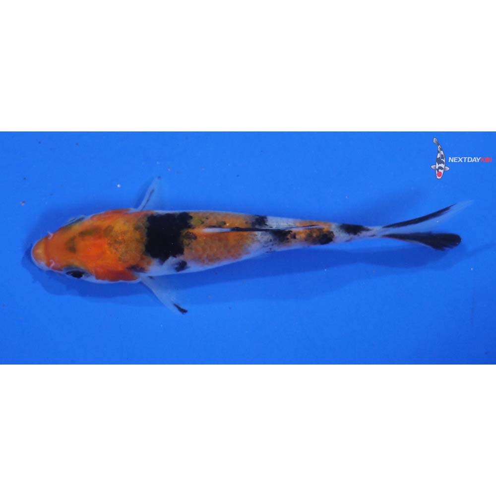 3.5” Imported Sanke
