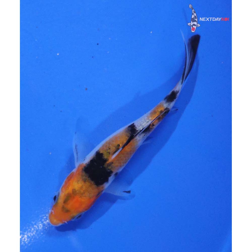 3.5” Imported Sanke