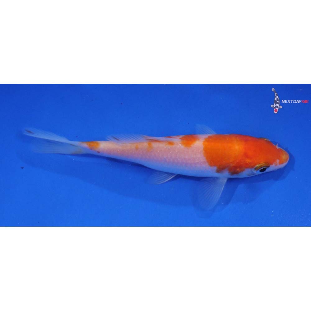 4” Imported Kohaku