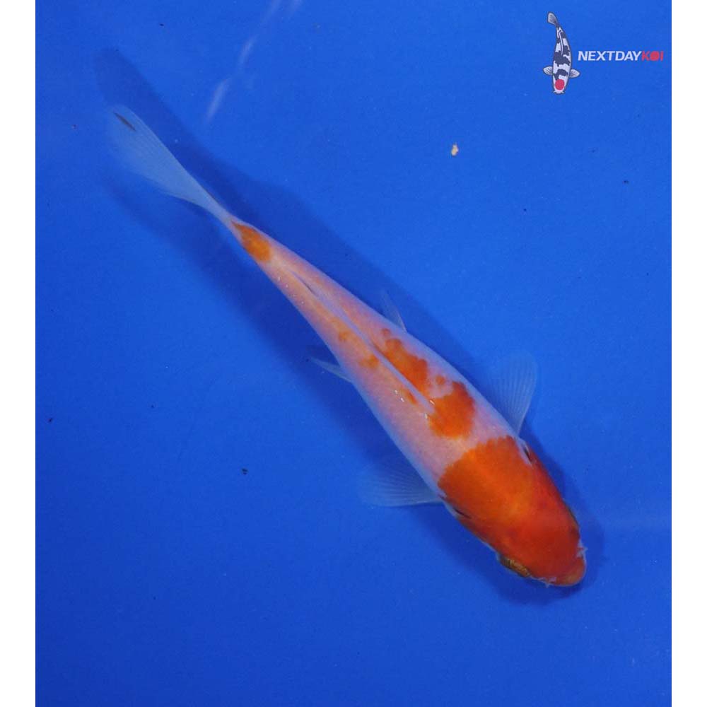 4” Imported Kohaku