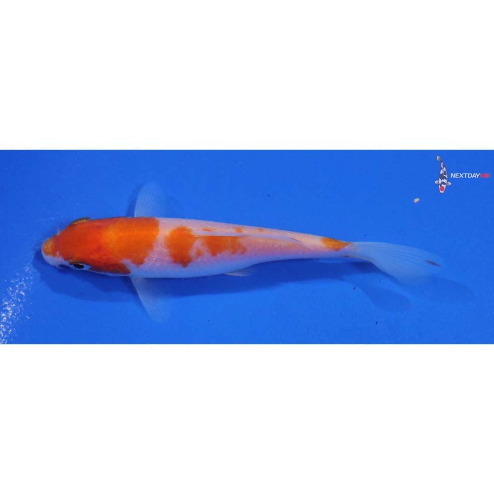 4” Imported Kohaku