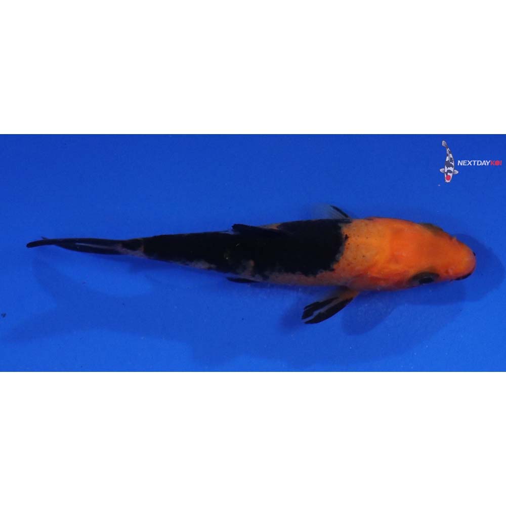 3” Imported Aka Bekko