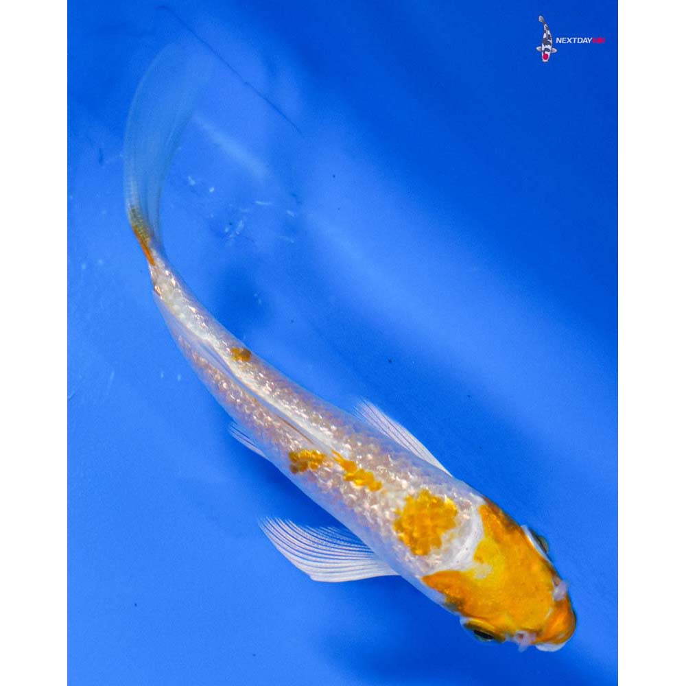 3.5” Imported Gin Rin Hariwake Butterfly Koi