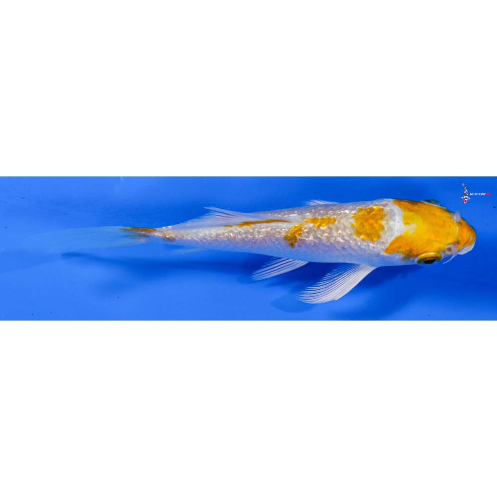 3.5” Imported Gin Rin Hariwake Butterfly Koi