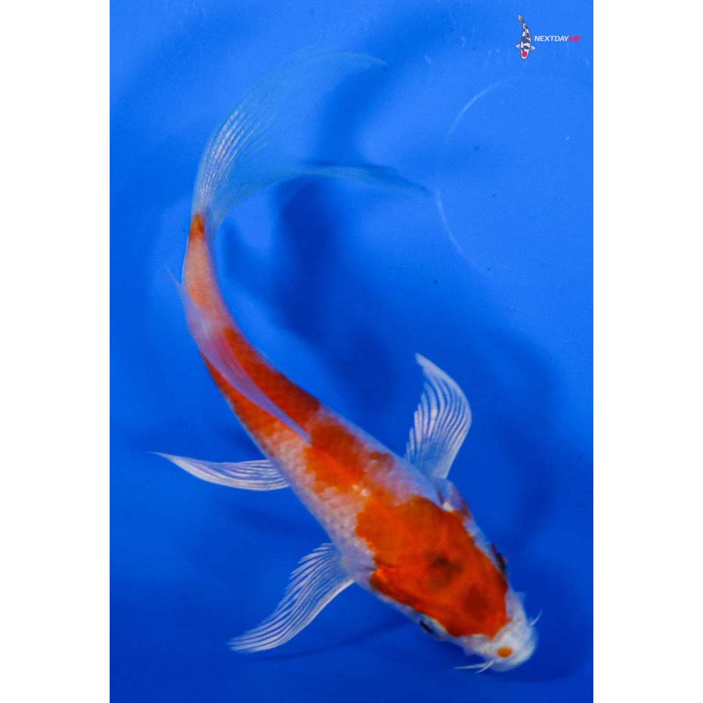 3.5” Imported Hariwake Butterfly Koi