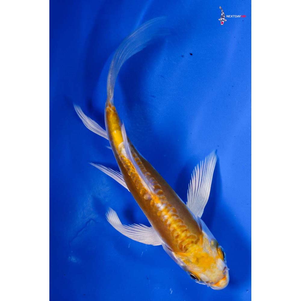 4” Imported Doitsu Lemon Hariwake Butterfly Koi