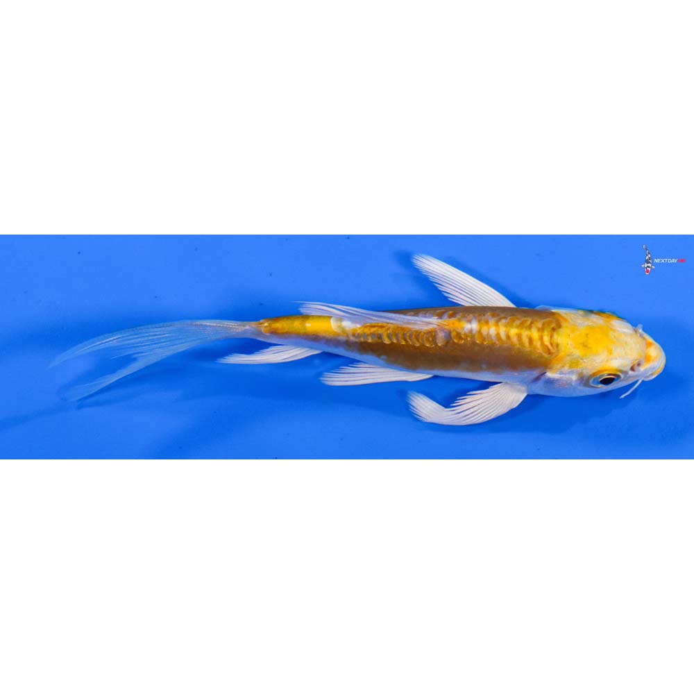 4” Imported Doitsu Lemon Hariwake Butterfly Koi