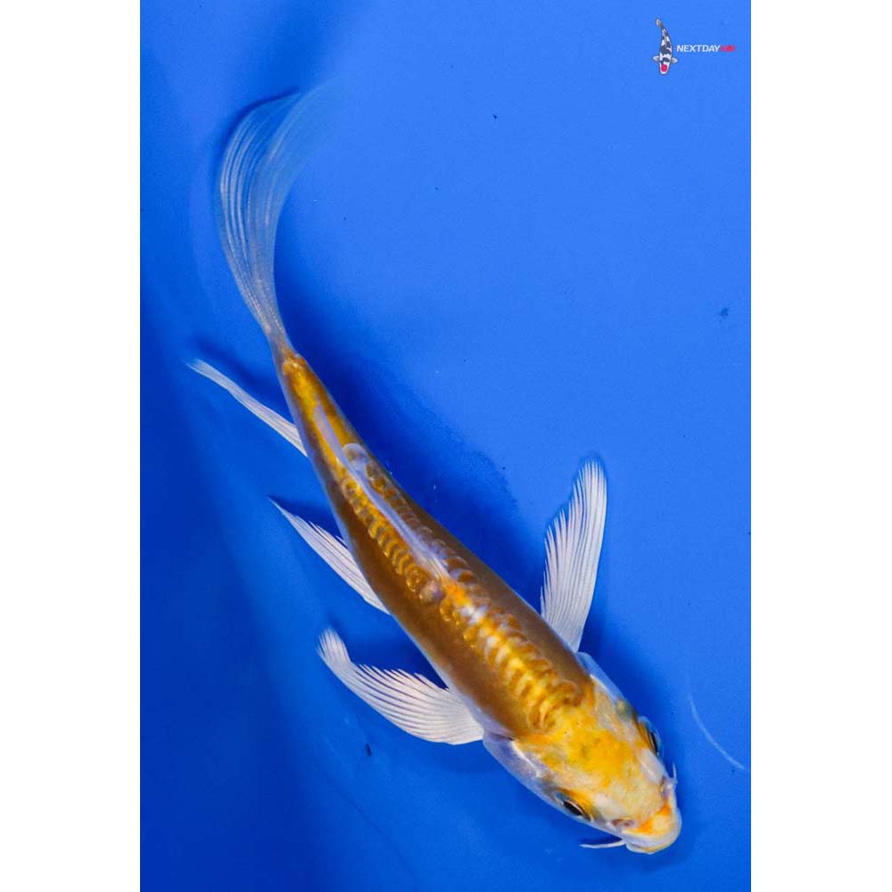 4” Imported Doitsu Lemon Hariwake Butterfly Koi