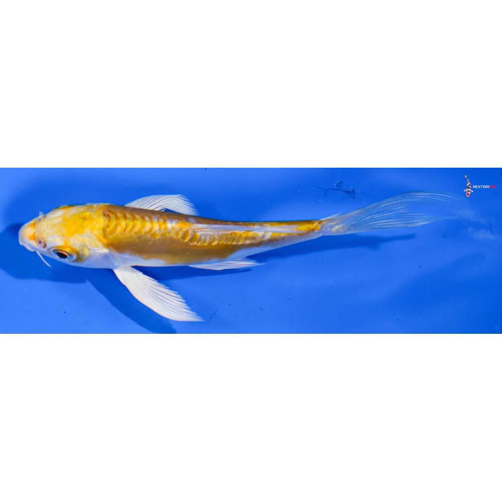 4” Imported Doitsu Lemon Hariwake Butterfly Koi
