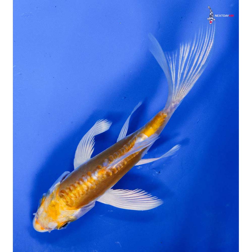 4” Imported Doitsu Lemon Hariwake Butterfly Koi