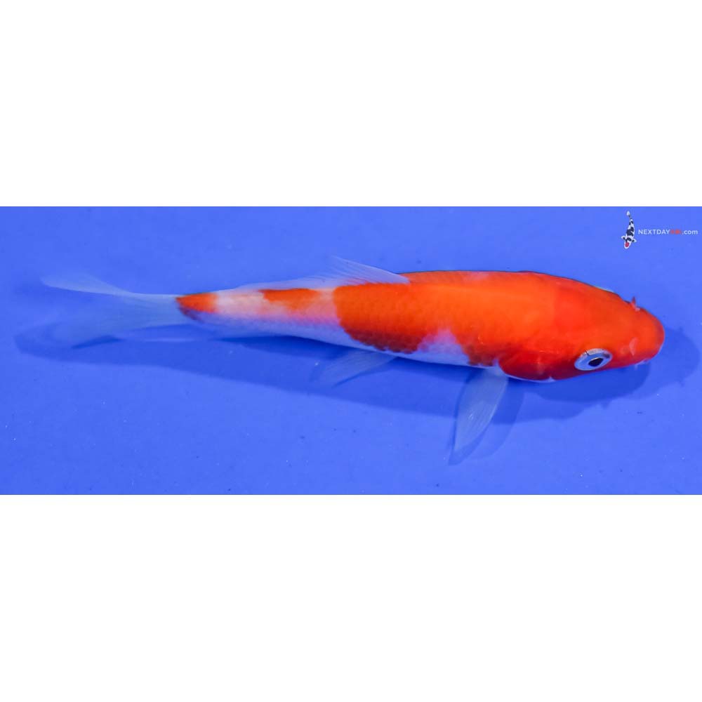 3.5” Imported Kohaku