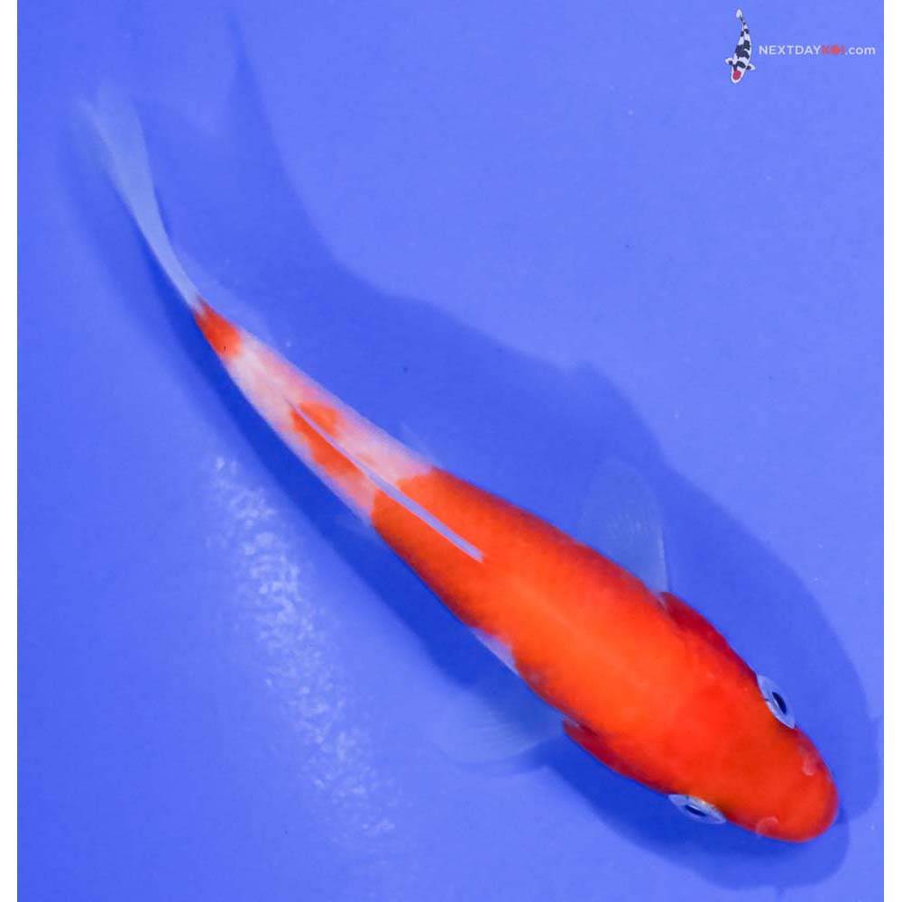 3.5” Imported Kohaku