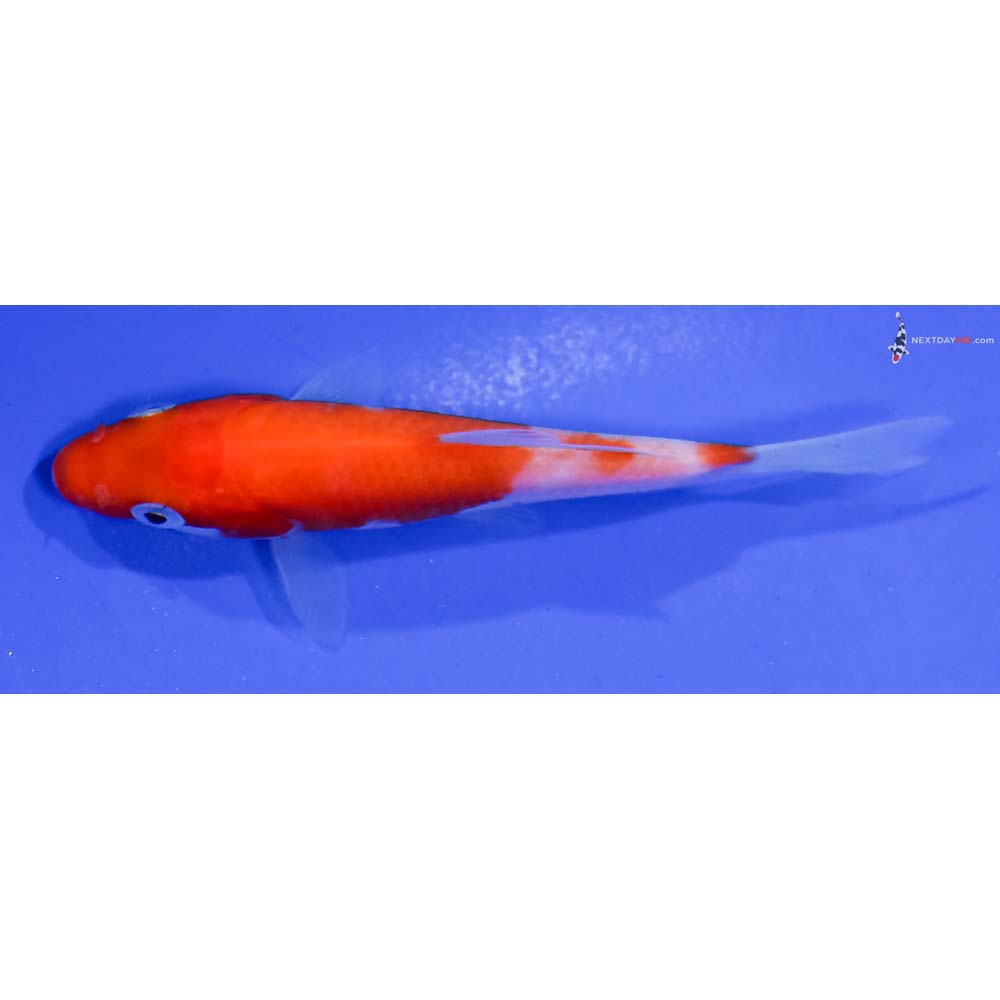 3.5” Imported Kohaku