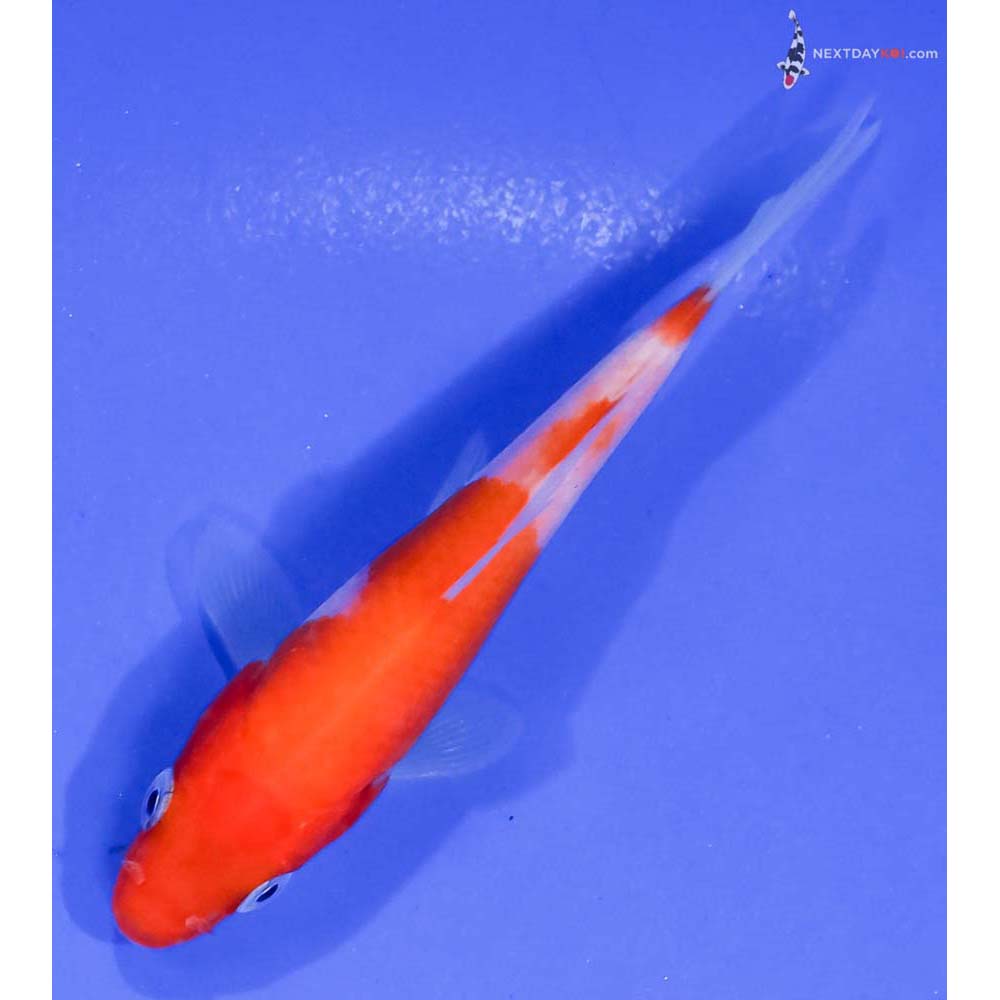 3.5” Imported Kohaku