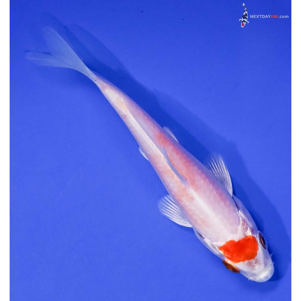 3.5” Imported Hariwake