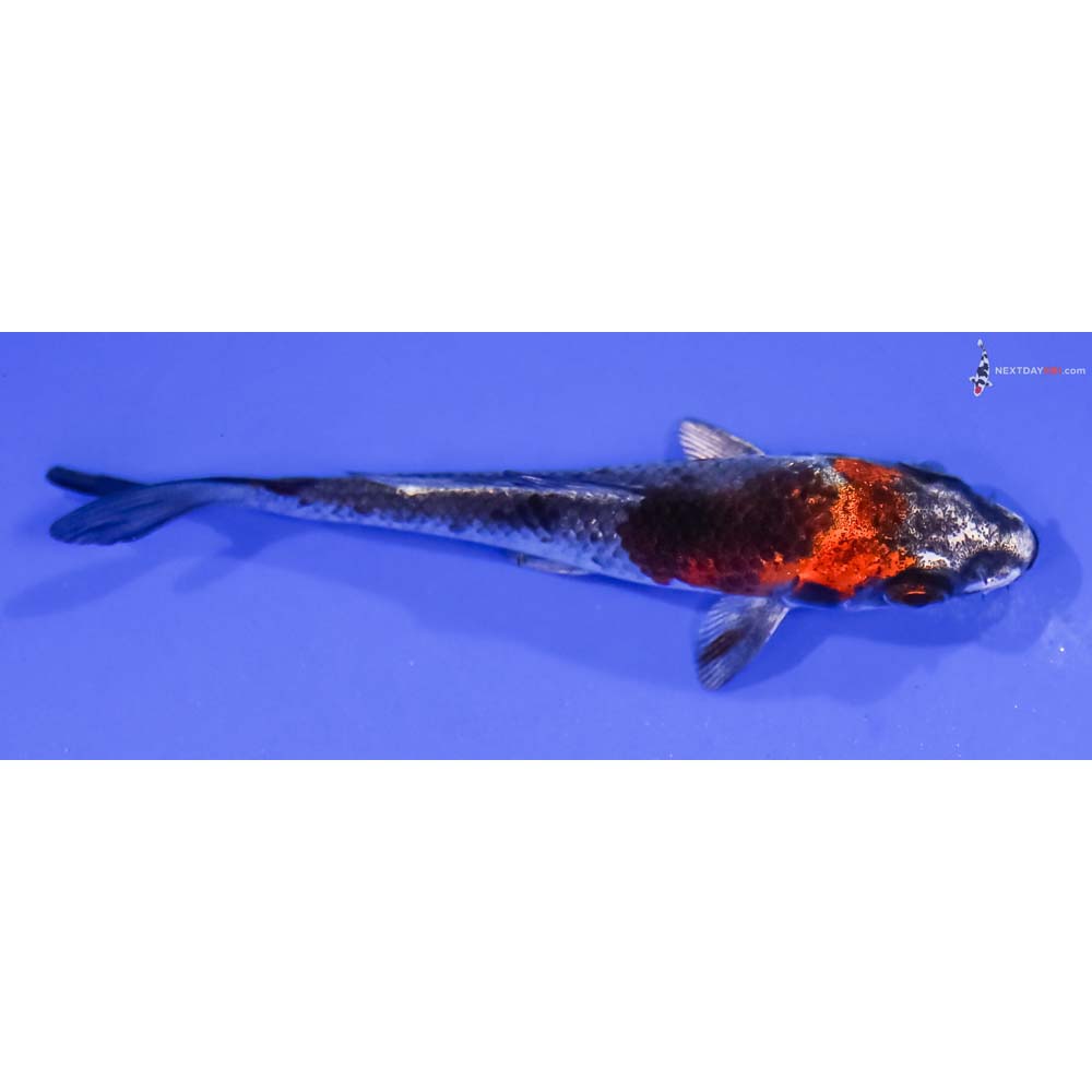 3.5” Imported Kujaku