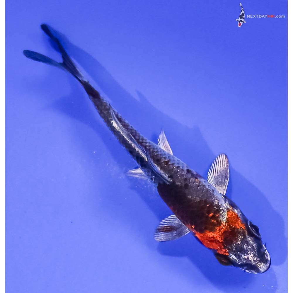 3.5” Imported Kujaku