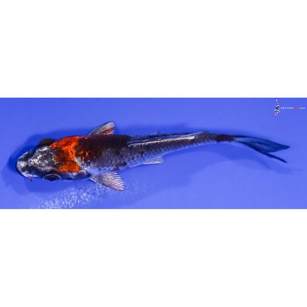 3.5” Imported Kujaku