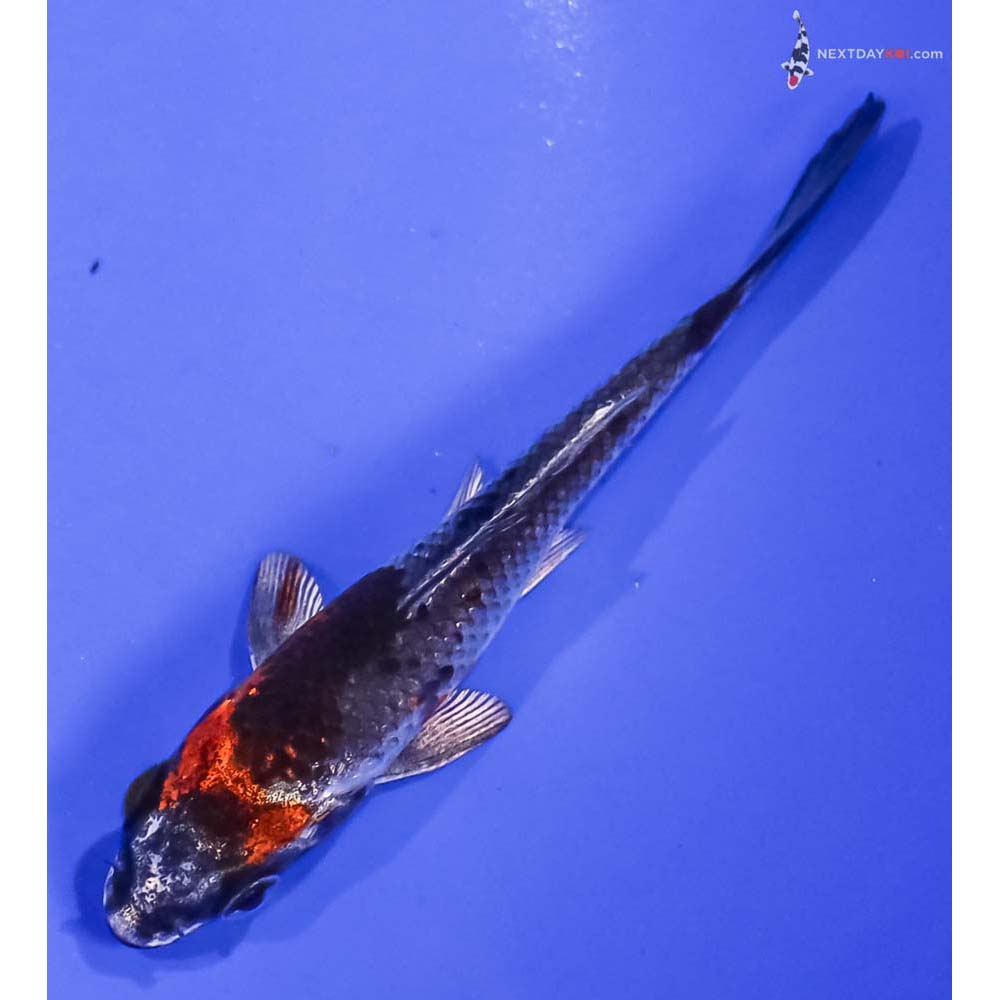 3.5” Imported Kujaku