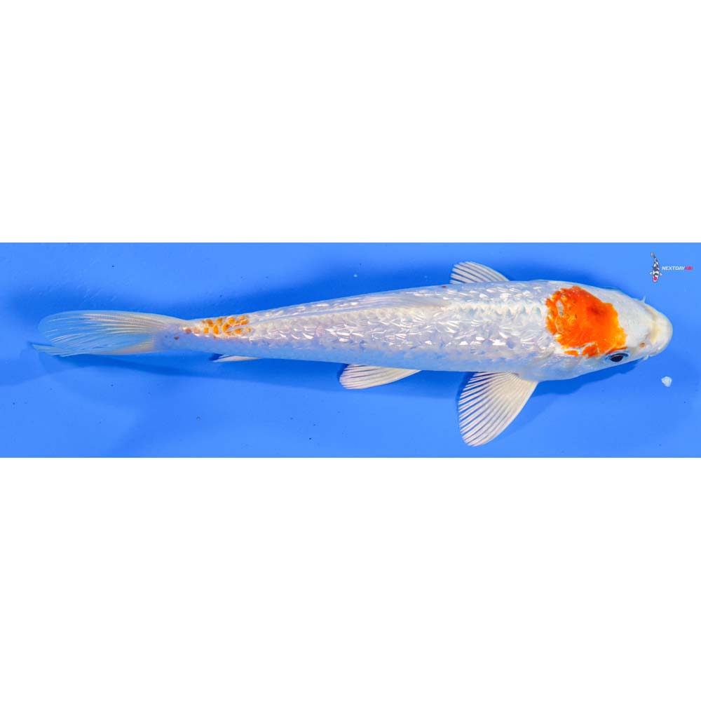 7” Imported Gin Rin Hariwake