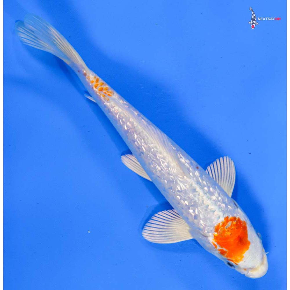 7” Imported Gin Rin Hariwake