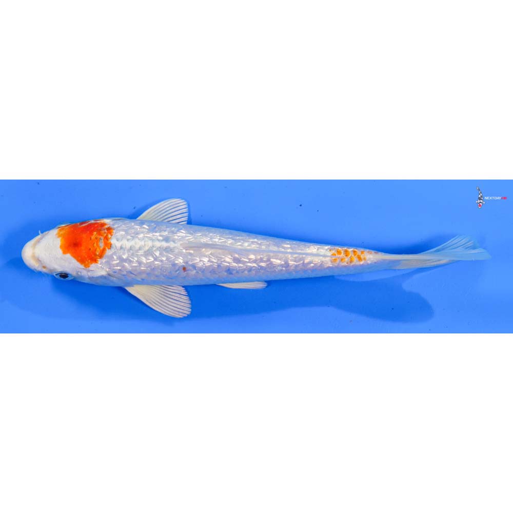 7” Imported Gin Rin Hariwake