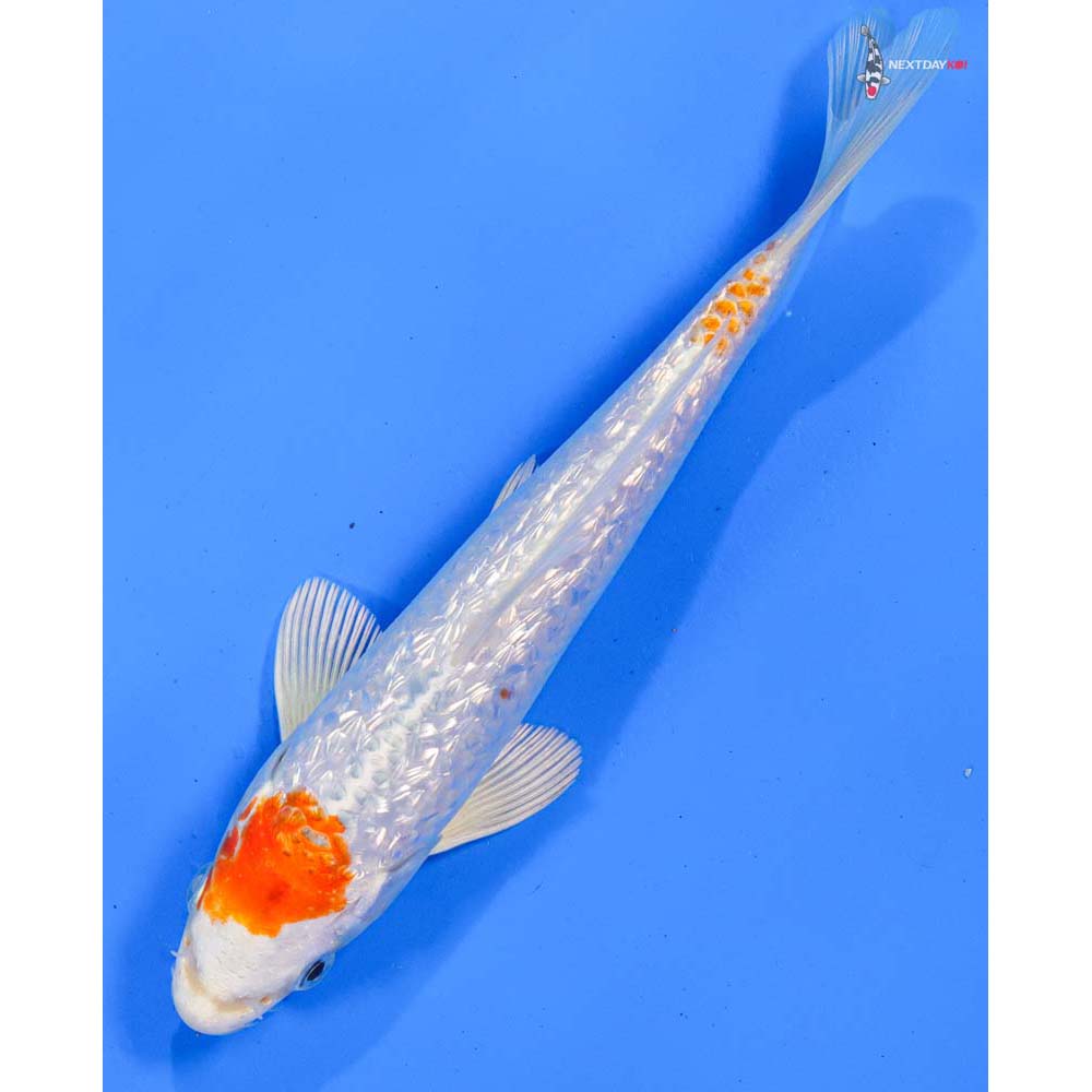 7” Imported Gin Rin Hariwake