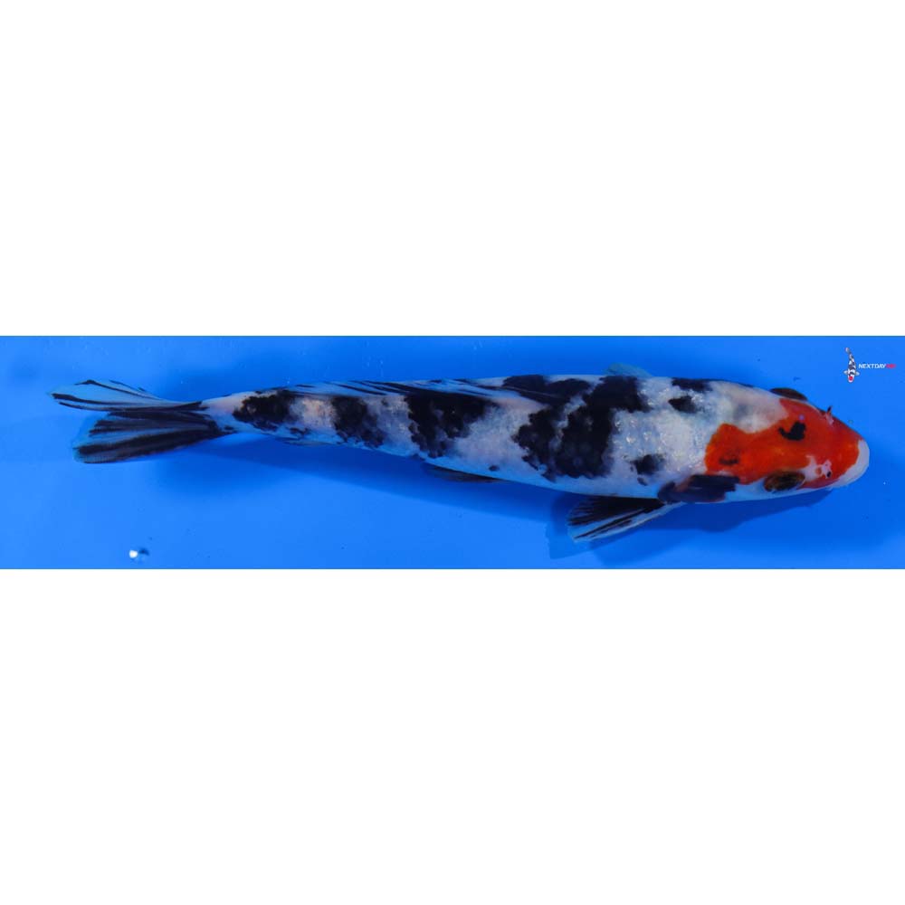 6.5” Imported Sanke