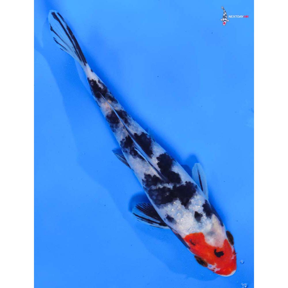 6.5” Imported Sanke