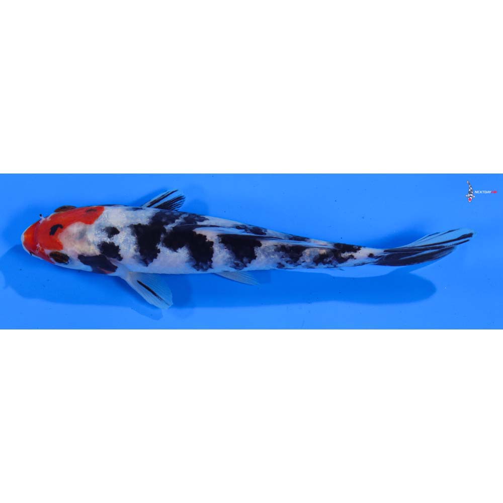 6.5” Imported Sanke