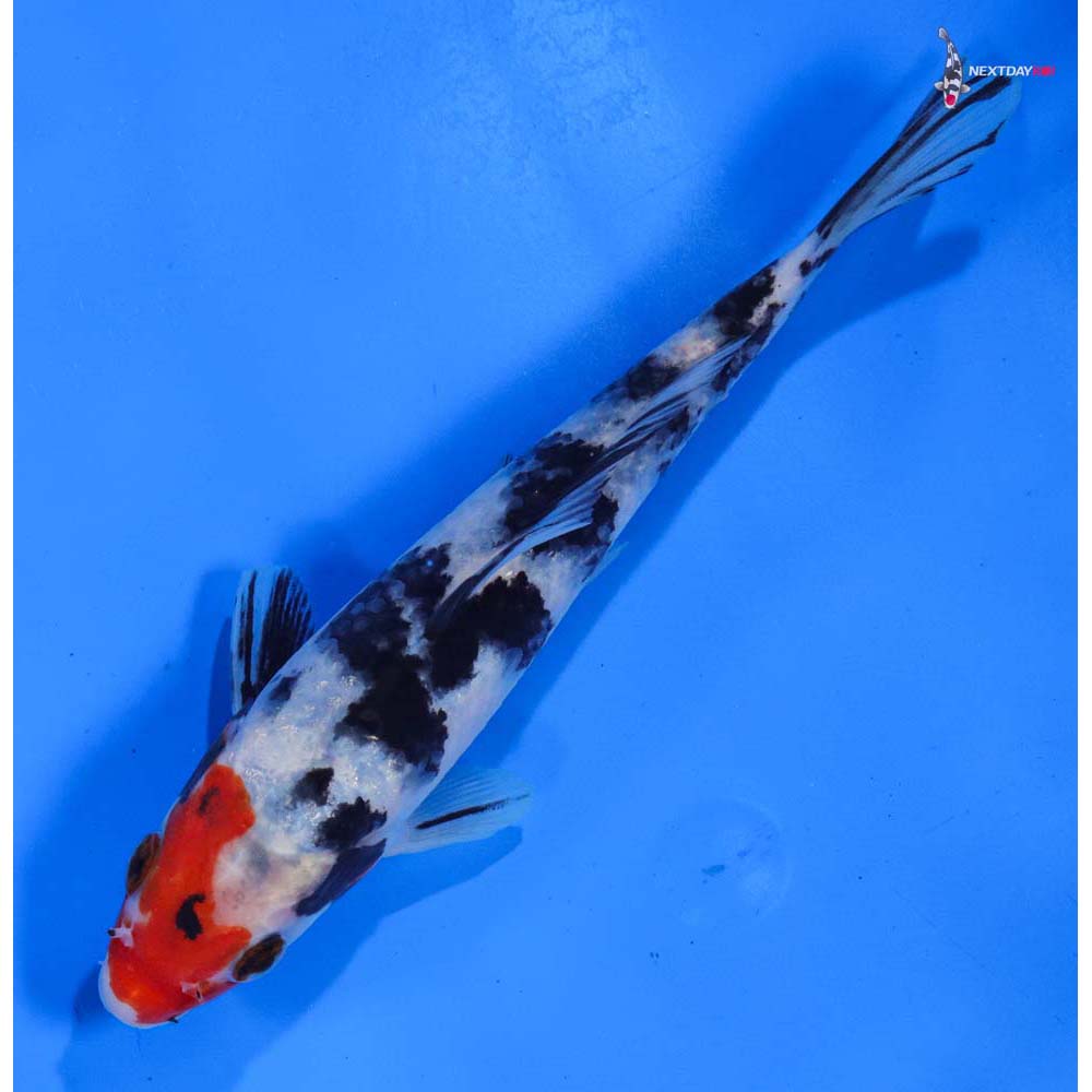 6.5” Imported Sanke