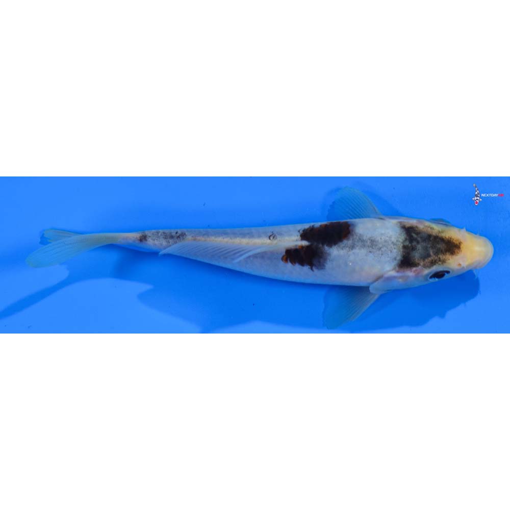 7” Imported Goromo